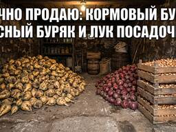 Продаю Кормовый Буряк на корм животным, Буряк Красный Борщевый и Лук на посадку