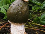 Продаю мицелий грибов - фото 1