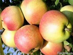 Продаю оптом яблоки из своего сада.