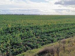 Продаж агропідприємство вінницька