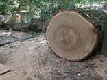 Продаж дров дуб граб , метр , різані черкаська обл - фото 2