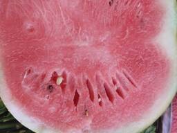 Продаж кавун