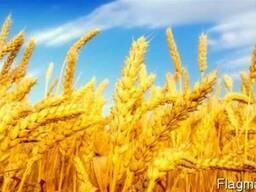 Продам действующие Агропредприятия 10000г Колхоз, Кировоград