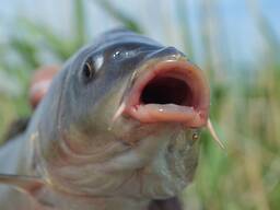 Продаж малька та личинки коропа Сезон 2026