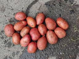 Продаж насіннєвої картоплі від 10 тонн
