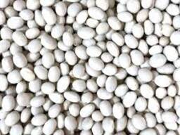 Продаж насіння квасолі. Посівний матеріал квасолі.