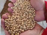 Продаж оригінального насіння ультраранніх сортів сої Аполло та Канзас - фото 3