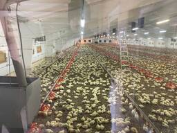 Продаж птахофабрики