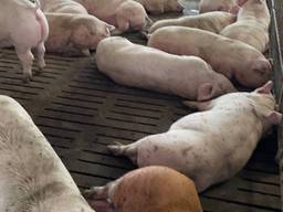 Продаж свиней живою вагою