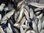 Куплю зарибок оптом - фото 1