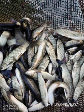 Куплю зарибок оптом