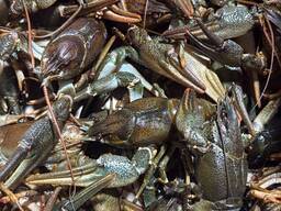 Продаж живого раку!!!