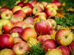 Продажа 740 га яблочных садов в Западной Украине