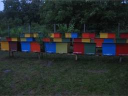 Продажа Бджолопакети