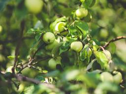 Продажа фермерского хозяйства - яблочные сады