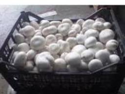 Продажа грибов шампиньонов со своей грибной мини фермы.