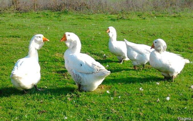 Продажа инкубационных яиц гусей Холмогор.