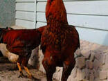Продажа инкубационных яиц кур породы Малайская бойцовая., фото 3