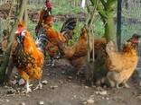 Продажа инкубационных яиц кур породы Павловская золотая. - фото 1