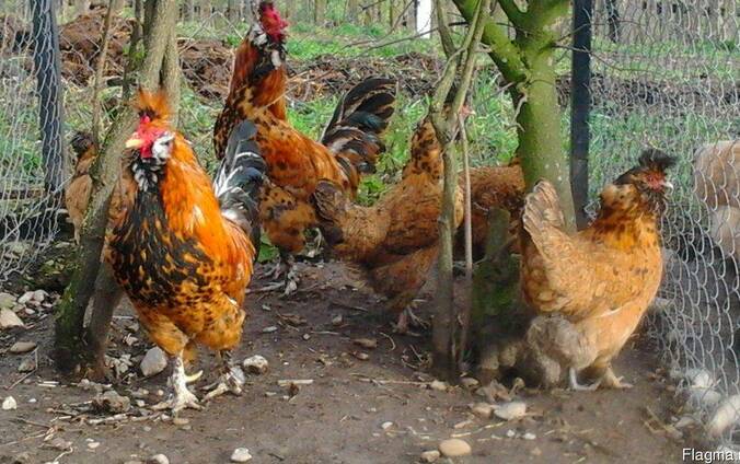 Продажа инкубационных яиц кур породы Павловская золотая.