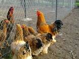 Продажа инкубационных яиц кур породы Брама желто-черная. - фото 1