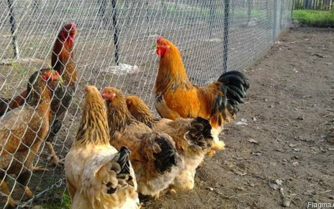 Продажа инкубационных яиц кур породы Брама желто-черная.