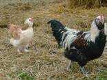 Продажа инкубационных яиц кур породы Фавероль лососевый. - фото 2