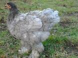 Продажа инкубационных яиц кур породы Кохинхин. - фото 2