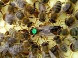 Продажа плодных и не плодных пчелиных маток Карника - фото 1