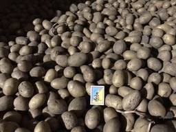 Продажа семенной картошки от 10 тонн
