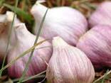 Чеснок на посадку - фото 1