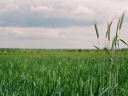 Продажа сільскогоспордарські землі ОСГ 2000 Га Хмельницька область.
