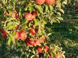 Продажа яблоневого сада