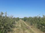Продажа яблоневого сада и 100га пашни - фото 3