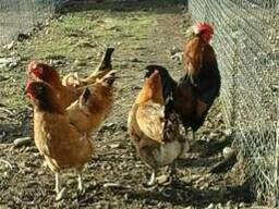 Продажа яиц кур породы Синь Дянь.