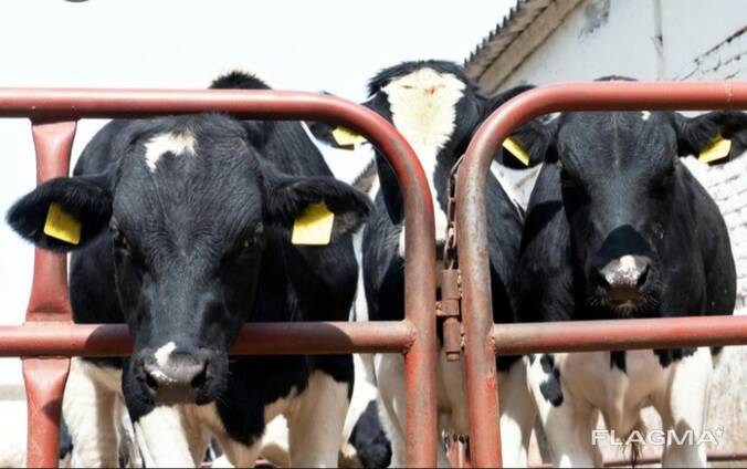 Продажам молочної ферми