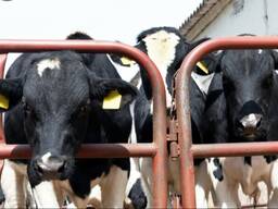 Продажам молочної ферми