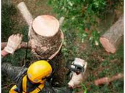 Профессиональная обрезка деревьев, доступные цены