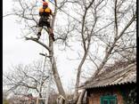 Профессиональный спил деревьев - фото 3