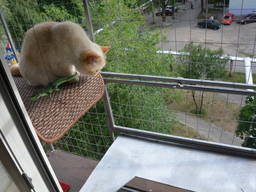 Прогулочный вольер для кошек на окно. "Броневик" Днепр.