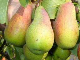 Пропонуєм саджанці груші Киргізка зимня