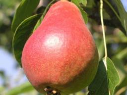 Пропонуєм саджанці груші Мадам Баллє