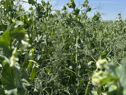 Пропонуємо насіння жовто-зерного гороху ЕСО (СН-1)