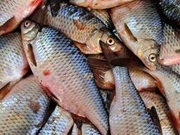 Пропоную до продажу с/м річкову рибу( Плотва, густера, лящ. судак, окунь щука)