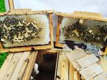 Продам високопродуктивні плідні матки /бджоломатки Карпатка - фото 5