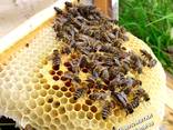 Продам чистопородні, селекційні бджоломатки, пчеломатки, матки Карпатки , плідні матки - фото 2