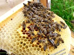 Продам Плідні матки/ бджолині матки/ пчеломатки Карпатка 2022