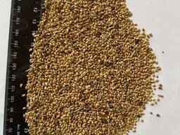 ПРОСяні відходи, натура 460г/л, Дубенський р-н. ,Рівненська обл.