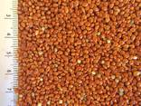 Просо - фото 3