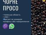 Просо чорне - фото 1